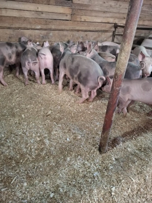 vand porci si purcei  - imagine 5