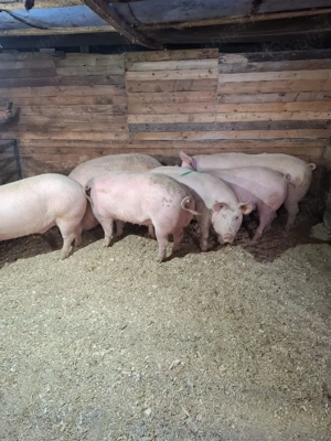 vand porci si purcei  - imagine 4