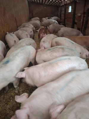 vand porci si purcei  - imagine 2