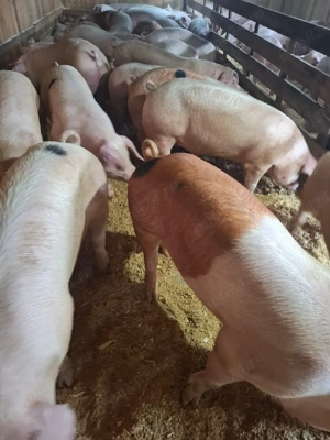 vand porci si purcei  - imagine 3