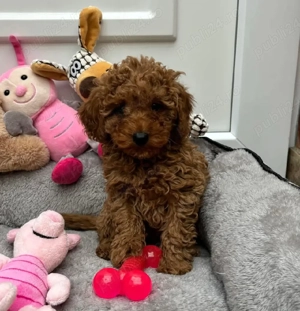 Puiuti Pudel  Caniche roscat toy-mini deosebit posibilitate de transport - imagine 3