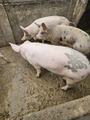 vand grasuni la 60 de kg - imagine 3