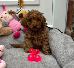 Puiuti Pudel  Caniche roscat toy-mini deosebit posibilitate de transport - imagine 2