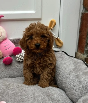 Puiuti Pudel  Caniche roscat toy-mini deosebit posibilitate de transport - imagine 5