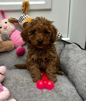 Puiuti Pudel  Caniche roscat toy-mini deosebit posibilitate de transport - imagine 4