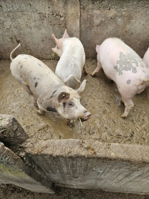 vand grasuni la 60 de kg - imagine 4