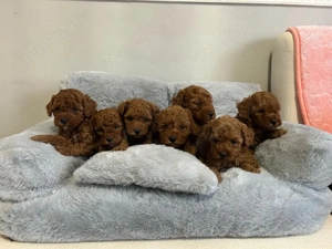 Pudel-Poodel Caniche red toy deosebit disponibil - imagine 3