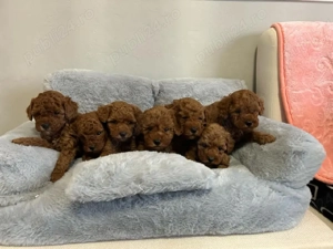 Pudel-Poodel Caniche red toy deosebit disponibil - imagine 2