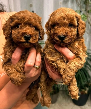 Pui Pudel red  roscat toy  - imagine 2