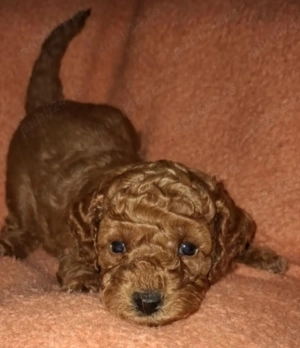 Catei Pudel deosebiti cauta noua familie - imagine 2