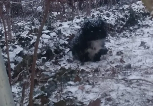 Donez catelusa pechinez 