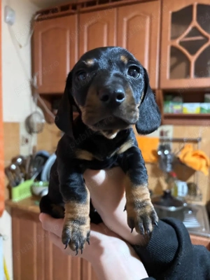 vând căței, rasa teckel păr scurt. Dachsund. - imagine 2