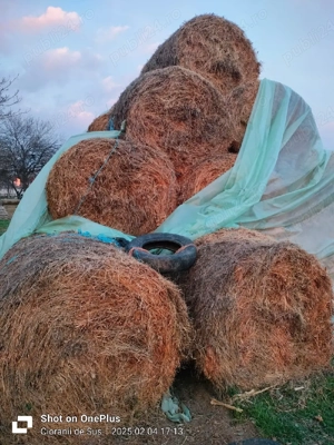 baloti rotunzi - imagine 3