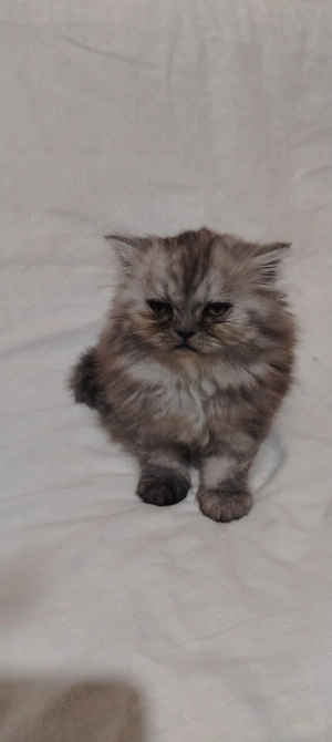 Pui pisică persană 