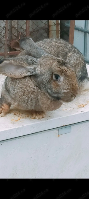 Iepuroaica Uriaș German 