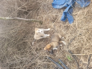 Catei Mioritic  fetita și băiețel. - imagine 5