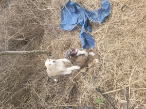 Catei Mioritic  fetita și băiețel. - imagine 2