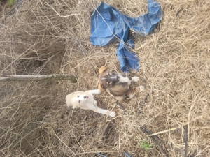 Catei Mioritic  fetita și băiețel. - imagine 3