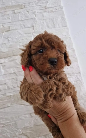 Minunatii Pudel roscati toy disponibili - imagine 2