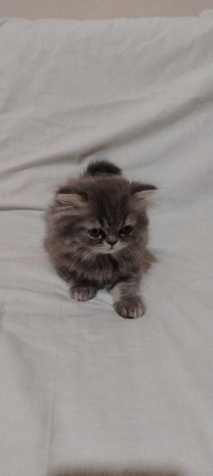 Pui pisică persană 