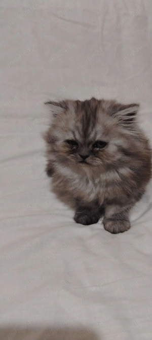 Pui pisică persană  - imagine 2