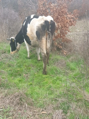 vacă holstein de vînzare  - imagine 3