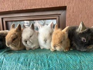 iepuri pitici - imagine 2