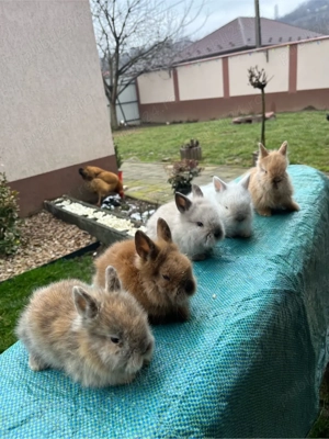 iepuri pitici - imagine 5