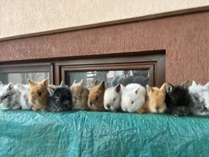 iepuri pitici - imagine 3