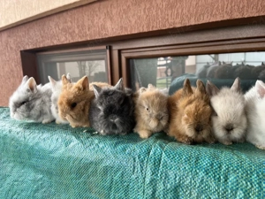 iepuri pitici - imagine 4