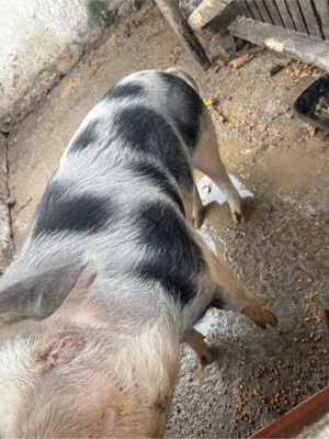 vând porc  - imagine 3