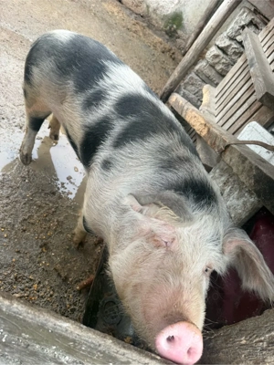 vând porc  - imagine 4