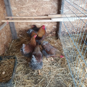 Oua wiandotte pentru incubat! - imagine 4