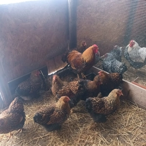 Oua wiandotte pentru incubat! - imagine 3