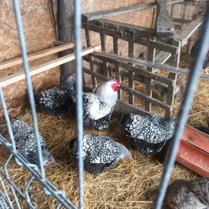 Oua wiandotte pentru incubat! - imagine 2