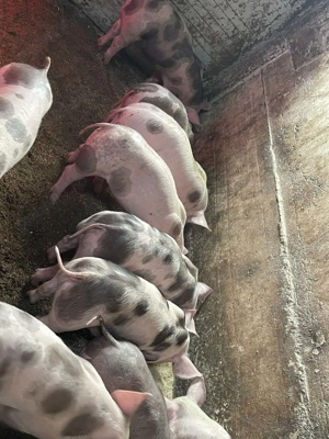 Purceii petrean 8 săptămâni  - imagine 2