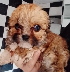 Bichon maltez 2 luni - imagine 2