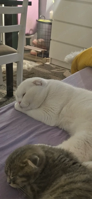 Fetită Scottish Fold albă - imagine 2