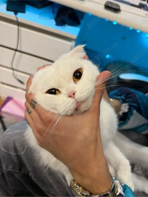 Fetită Scottish Fold albă - imagine 3