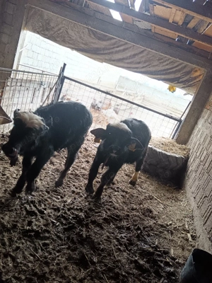 De vânzare..  - imagine 3