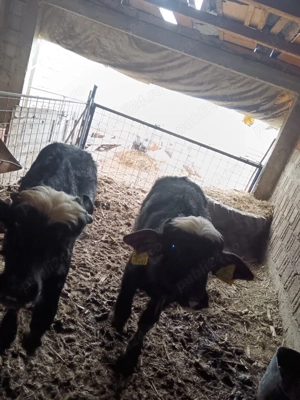 De vânzare..  - imagine 2