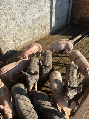 porci de vanzare - imagine 2