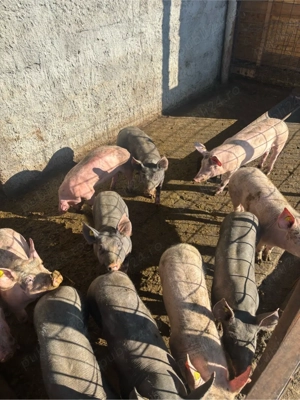 porci de vanzare