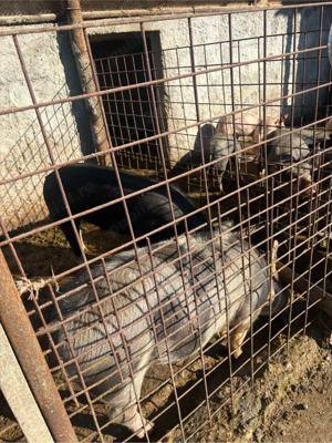 porci de vanzare - imagine 2