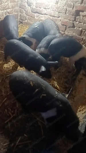 Purcei Bazna intarcati