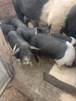 Purcei Bazna intarcati - imagine 2