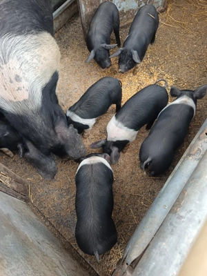 Purcei Bazna intarcati - imagine 3