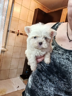 Puiuti Bichoni Havanese talie mica