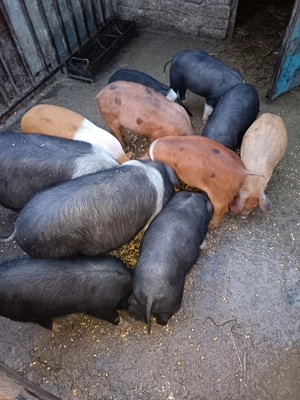 Purcei Bazna intarcati - imagine 4