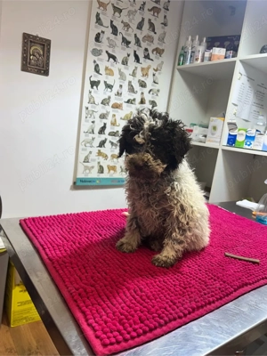 Lagotto Câini de trufe  - imagine 2